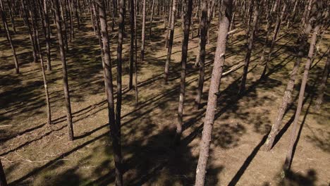 4k view of the tree shadows in the inside of pine tree forest with the camera moving slowly to the left, 60fps