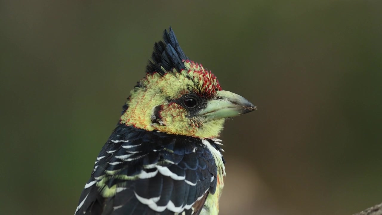 Et nærbildeportrett av en kuppelhakkespett som sitter rolig mens den skanner omgivelsene mot en vakkert uskarp grønn bakgrunn. Filmet i Kruger nasjonalpark, Sør-Afrika