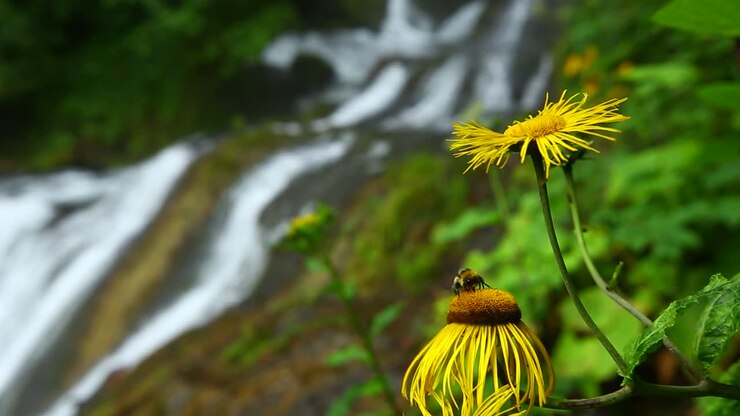Ape mellifera che raccoglie dolce nettare su un fiore giallo, con una cascata selvaggia nella natura della foresta verde