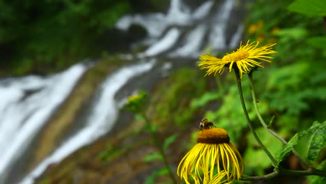 honey bee collecting sweet nectar on a yellow flower with wild waterfall flow in green forest nature