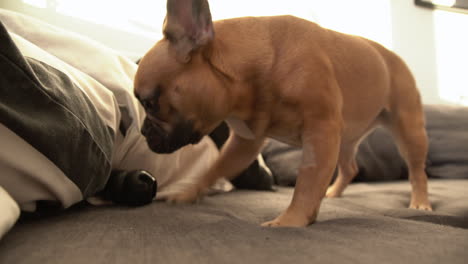 Cachorro-De-Bulldog-Francés-Jugando-Y-Lamiendo-Su-Juguete-De-Goma-Favorito-Rodándolo-Sobre-El-Sofá,-Luego-Muerde-Y-Da-La-Vuelta