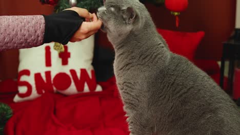 woman is feeding a fluffy british shorthair cat in front of christmas tree on red cover