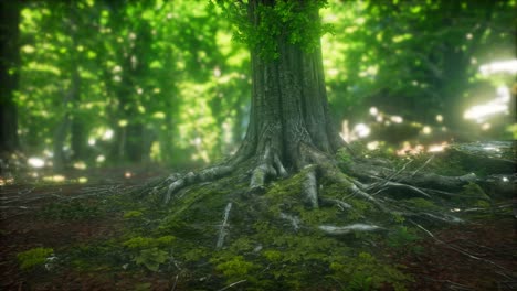 morning in the misty spring forest with sun rays