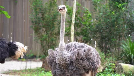 an adult female common ostrich, struthio camelus with brownish-gray feathers looking and wondering around its surrounding environment and slowly took a step forward, handheld motion close up shot