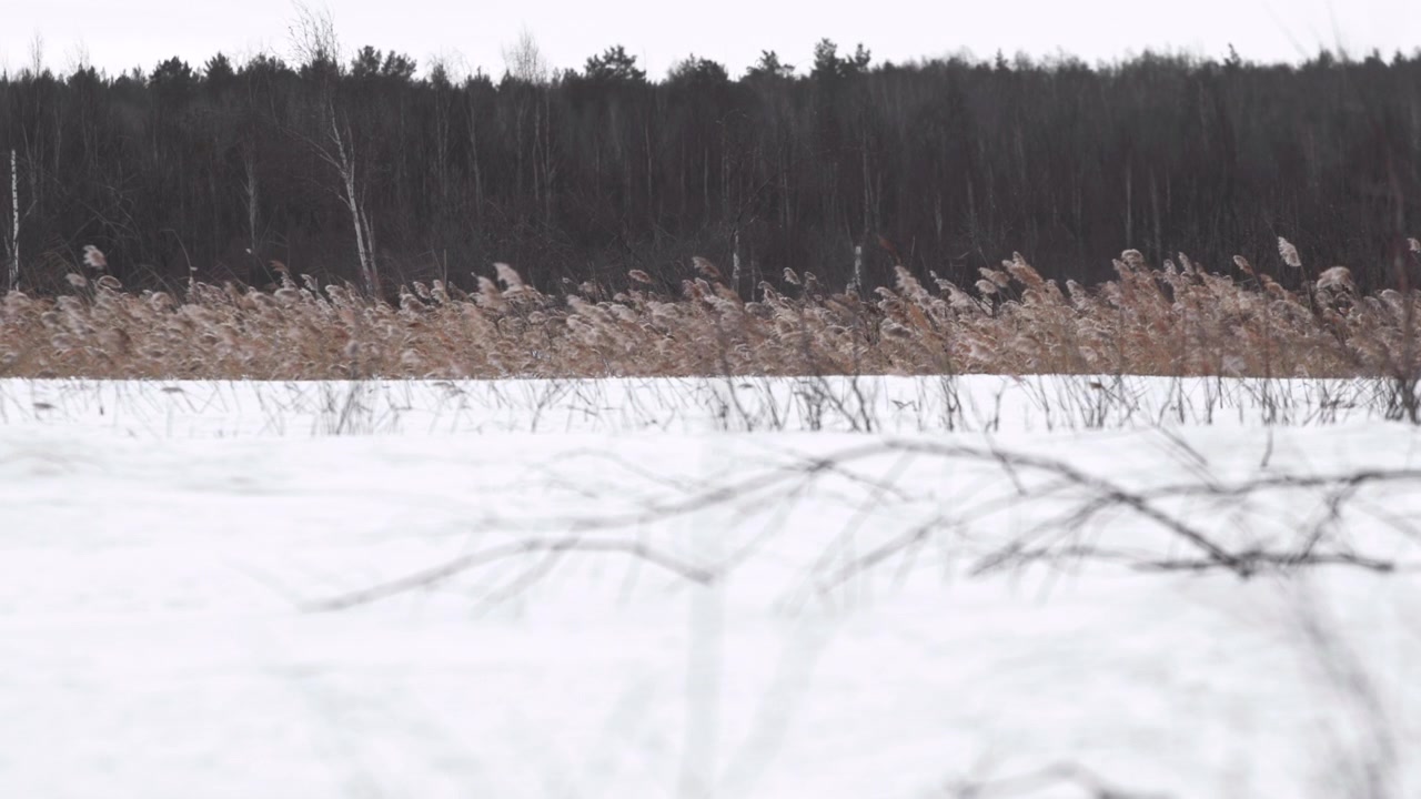 Un paesaggio invernale sereno e freddo con una foresta ghiacciata, terreno coperto di neve e canne lungo un lago ghiacciato, ripreso in un'inquadratura ampia con una prospettiva fissa sulla fitta foresta