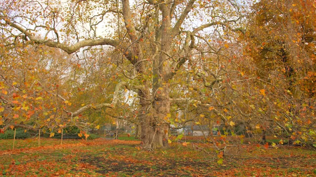 Walking path lined with autumn color trees in park in north London