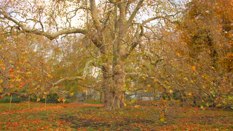 Walking-path-lined-with-autumn-color-trees-in-park-in-north-London