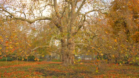 Walking path lined with autumn color trees in park in north London
