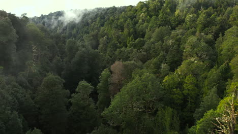 Volando-Sobre-La-Selva-Tropical-Y-A-Través-De-La-Niebla-Una-Mañana-Temprano-En-Tasmania-Australia