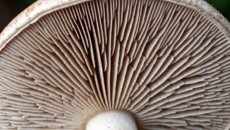 close-up view of mushroom gills