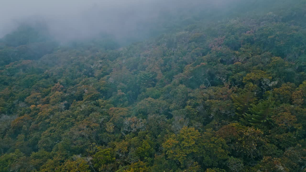 Experience the mesmerizing Yungas cloud forest from a bird's-eye view in this drone footage, revealing a rich mosaic of treetops reaching skyward, unveiling a realm of lush greenery veiled in mist