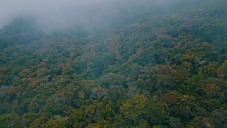 Erleben-Sie-In-Diesen-Drohnenaufnahmen-Den-Faszinierenden-Yungas-Nebelwald-Aus-Der-Vogelperspektive-Und-Zeigen-Sie-Ein-Reichhaltiges-Mosaik-Aus-Baumwipfeln,-Die-In-Den-Himmel-Ragen-Und-Ein-Reich-üppigen-Grüns-Enthüllen,-Das-In-Nebel-Gehüllt-Ist