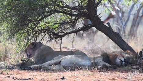 Wide-shot-of-a-lioness-resting-in-the-shade-with-two-male-lions,-Kruger-National-Park