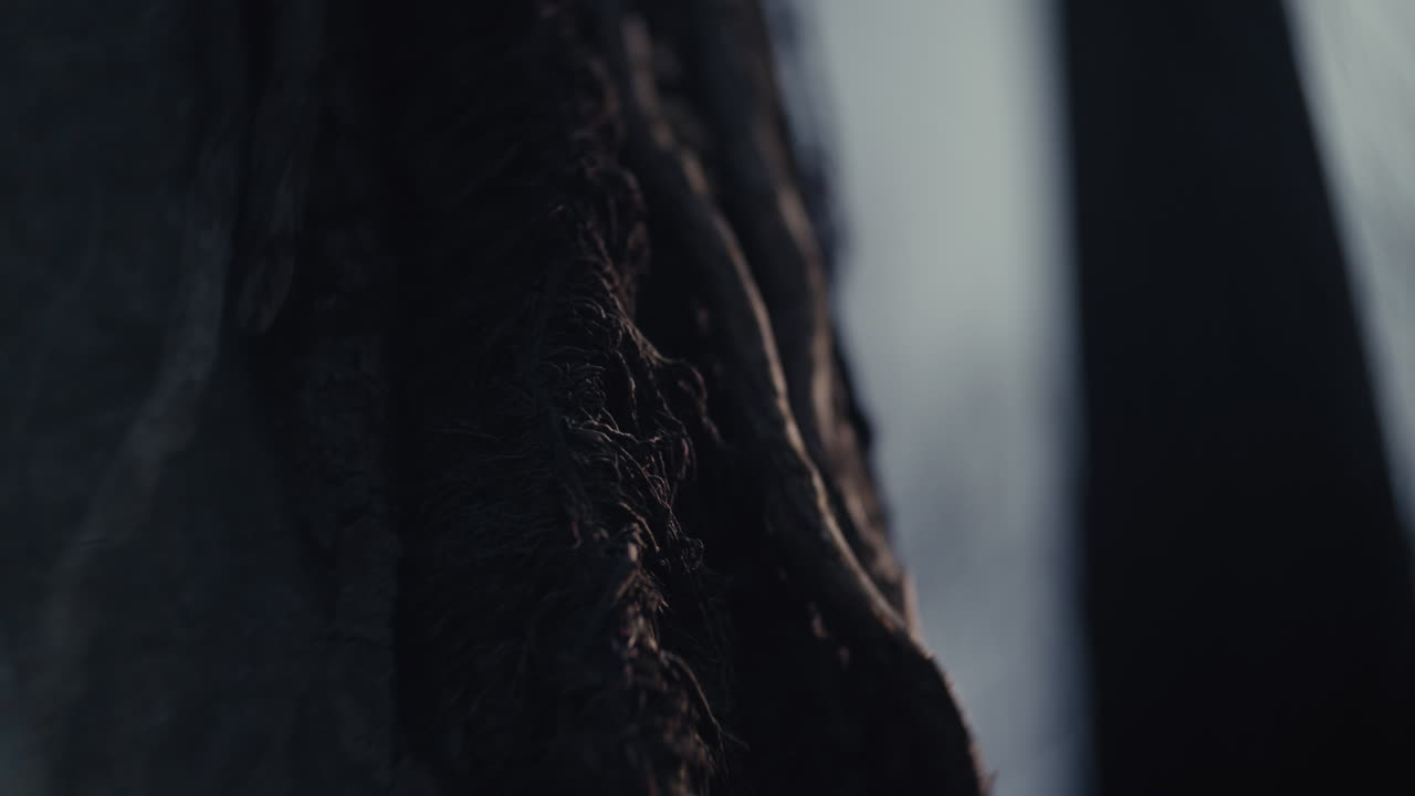 Close-up of tree roots and bark