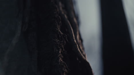 close-up of tree roots and bark