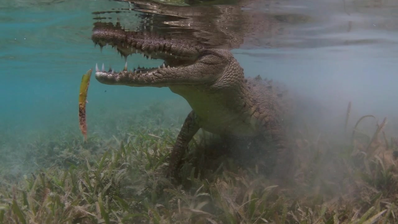 Coccodrillo americano (Crocodylus acutus) che riposa in una prateria sottomarina cubana, parzialmente nascosto da sedimenti smossi sotto le acque limpide dei Caraibi.