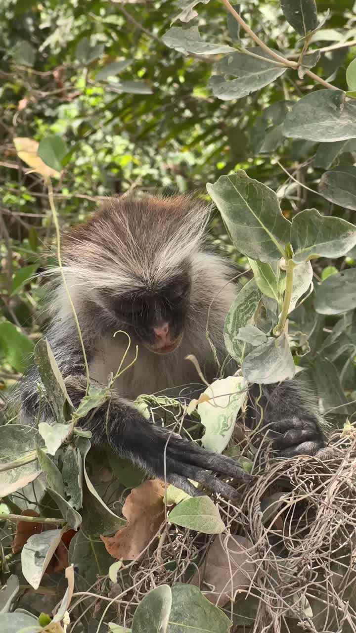 Zanzibar red colobus monkeys Jozani Forest natioanl forest tanzania africa african animals
