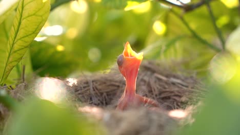 Amselbabys-In-Einem-Nest,-Die-Darauf-Warten,-Von-Ihrer-Mutter-Gefüttert-Zu-Werden