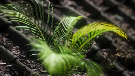 moss-and-fern-on-old-roof