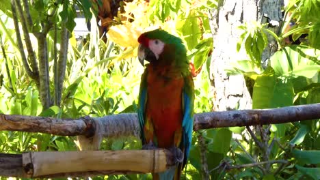 Red-and-Green-Macaw,-Ara-Chloropterus,-standing-in-Taino-Bay,-Puerto-Plata,-Dominican-Republic