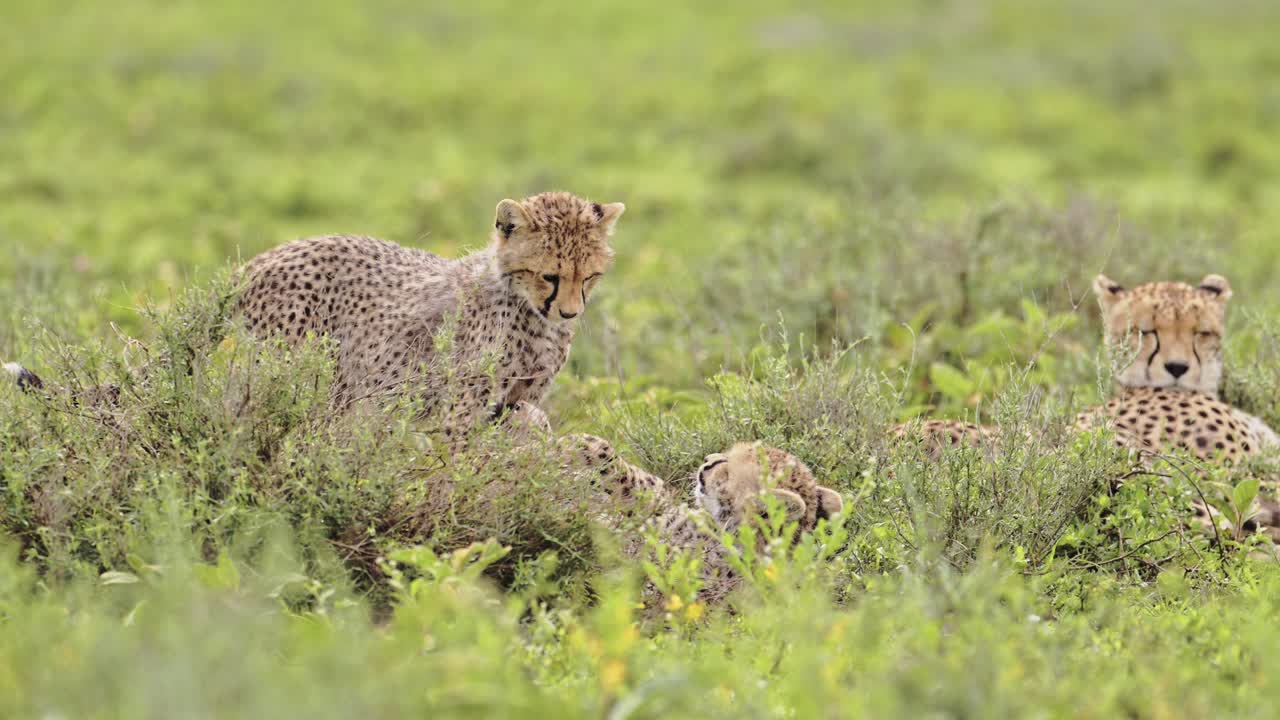 chicos de guepardo en cámara lenta jugando en el serengeti tanzania en áfrica, lindos bebés de guepardos en el parque nacional del serengeti en la vida silvestre africana en safari