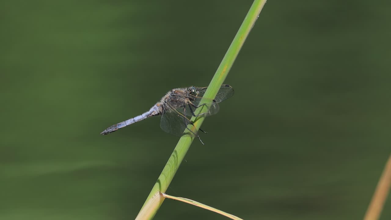 드래곤플라이 리벨루라 디프레사 (libellula depressa) 는 유럽과 중앙아시아에서 가장 흔한 드래곤 플라이 중 하나입니다.