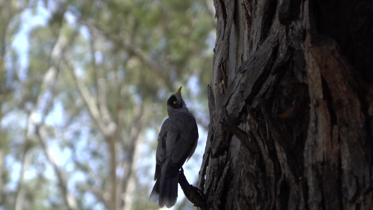 en la granja abierta natural vida silvestre pájaro australiano lado del árbol cerrar