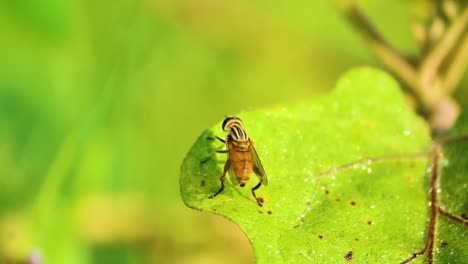 Helophilus-Pendulus-Es-Una-Mosca-Flotante-Europea