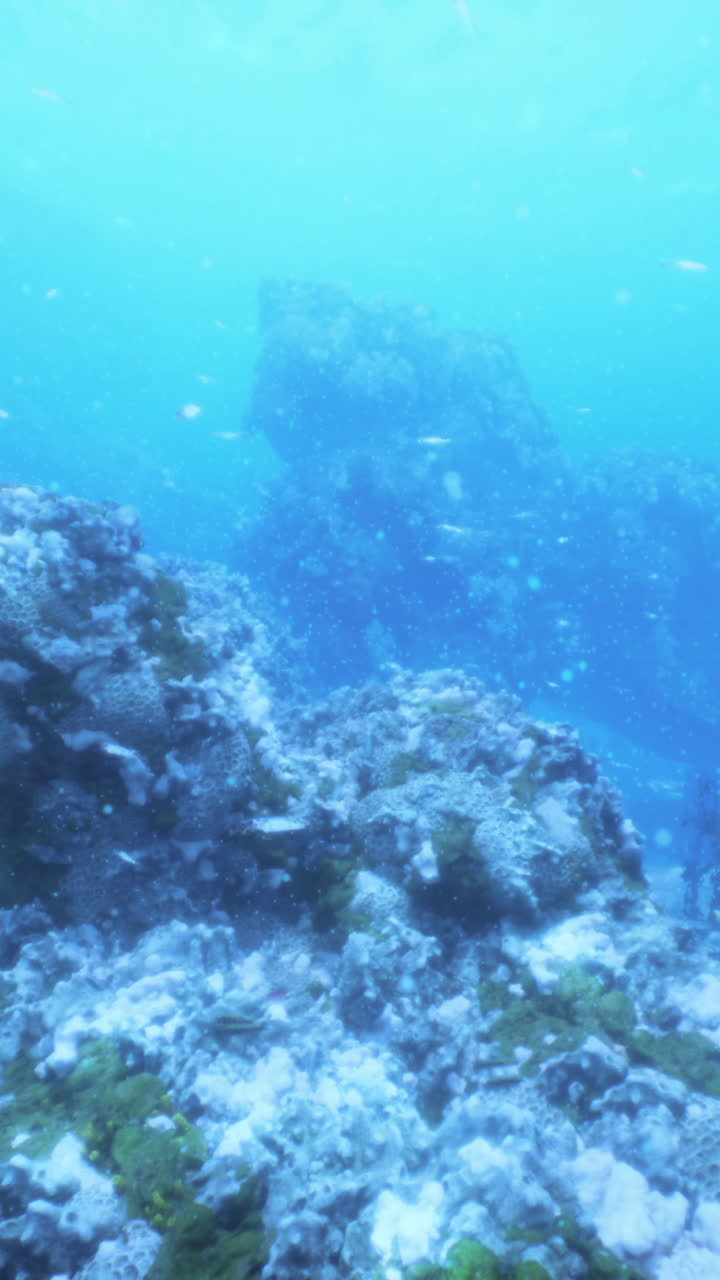 arrecife de coral submarino con peces