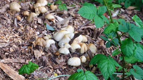 Cluster-of-wild-mushrooms-growing-in-woodland-forest-environment