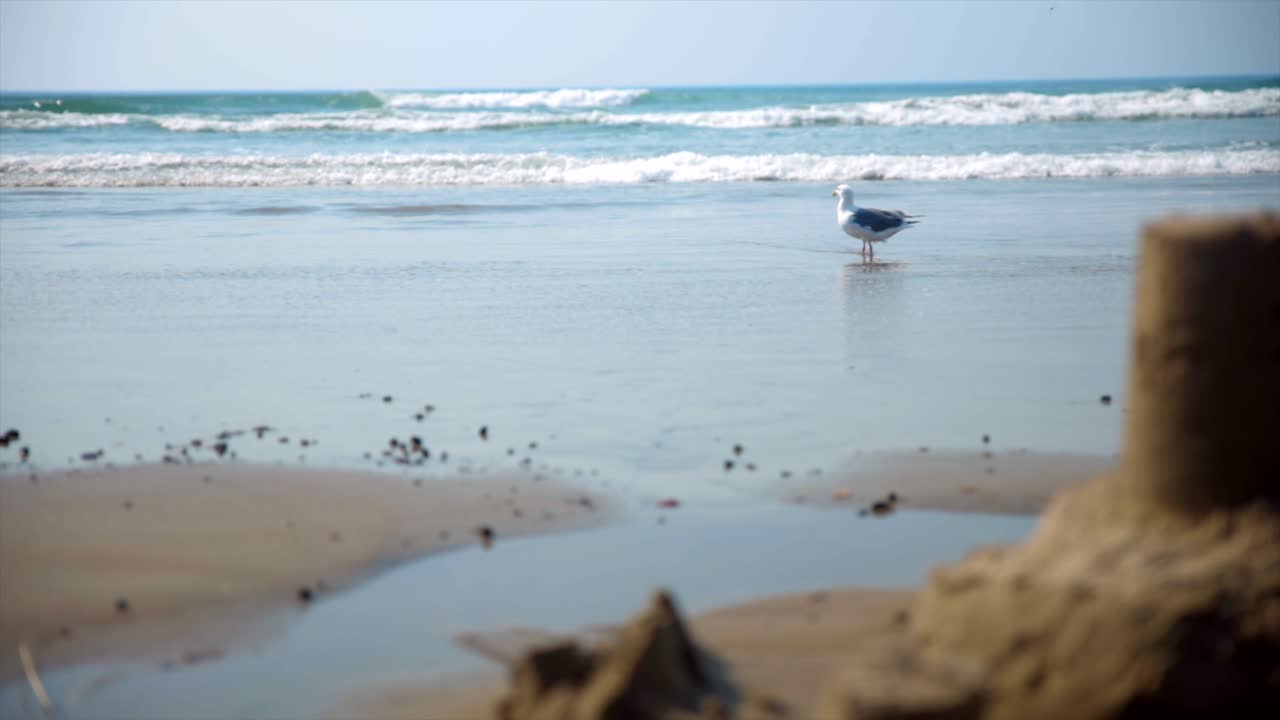 Seagull on a Sandy Beach with Ocean Waves