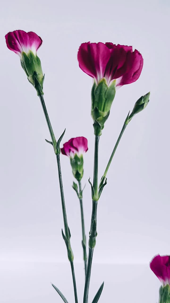 Close-up of a bunch of carnations