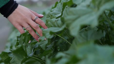 Toma-En-Cámara-Lenta-De-Una-Mano-Femenina-Tocando-Suavemente-Sobre-Exuberantes-Plantas-De-Campo-Verde-Al-Aire-Libre-En-Un-Cultivo-De-Granjeros