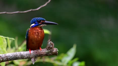 El-Martín-Pescador-De-Orejas-Azules-Es-Un-Pequeño-Martín-Pescador-Que-Se-Encuentra-En-Tailandia-Y-Es-Buscado-Por-Los-Fotógrafos-De-Aves-Debido-A-Sus-Hermosas-Orejas-Azules,-Ya-Que-Es-Una-Pequeña,-Linda-Y-Esponjosa-Bola-De-Plumas-Azules-De-Un-Pájaro