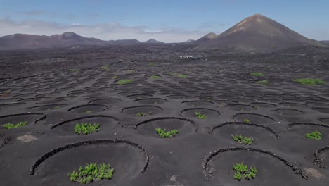 aerial view of wine valley of la geria, lanzarote, canary islands, spain. 2x speeded up from 30 fps.