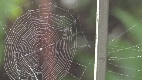 spider web glistening with rainwater in forest