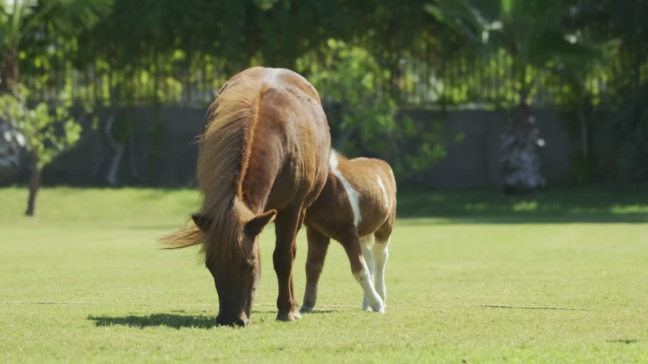 caballo pony come hierba en el prado