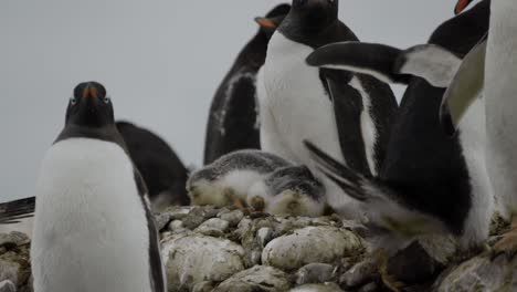 Penguin-walking-through-colony-in-Antarctica