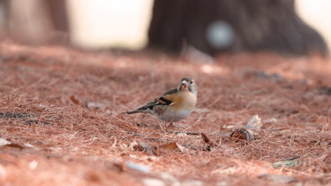 pájaro brambling picoteando nueces de pino en el suelo