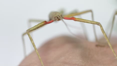 stick insect medauroidea extradentata, family phasmatidae