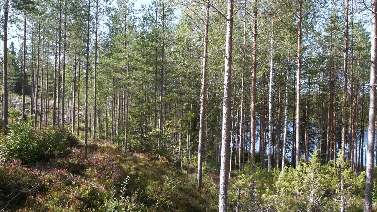 Boreaalinen metsä, jossa on erilaisia puunrunkoja, hidas kamera-ajo