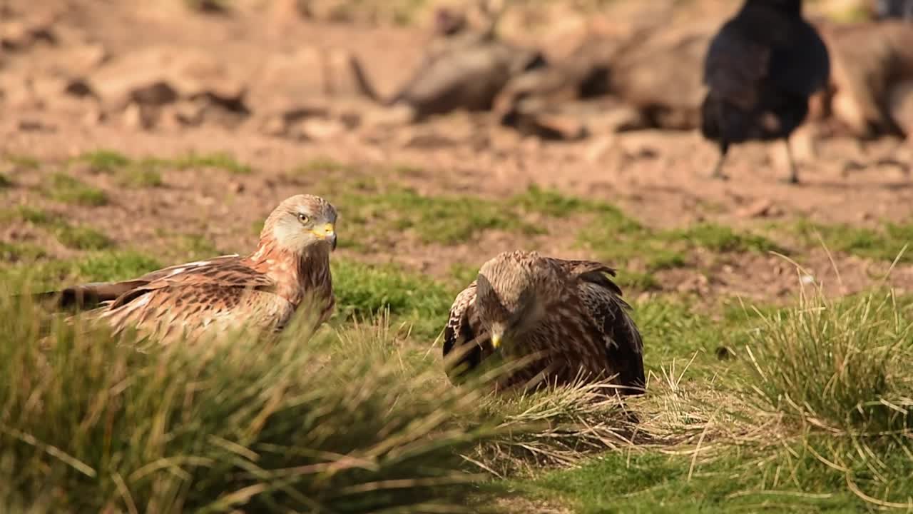 una cometa roja comiendo presa en un prado cubierto de hierba
