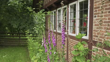 row of blooming pink foxgloves alongside the brick wall of a house in a neatly fenced rural garden on a sunny spring day