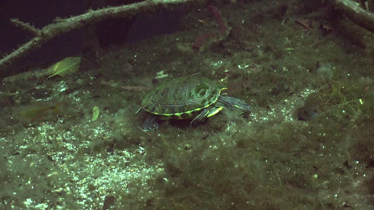 Freshwater Turtle walking over ground in Cave system cenotes in Yucatan Mexico
