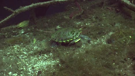 Tortuga-De-Agua-Dulce-Caminando-Sobre-El-Suelo-En-Cenotes-Del-Sistema-De-Cuevas-En-Yucatán-México