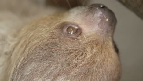 a two toed sloth hanging in a tree close to the camera slow motion cinematic