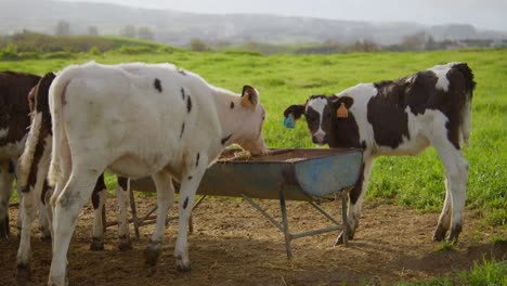 two calfs cows gently eat some hay on a sunny day in a green pasture