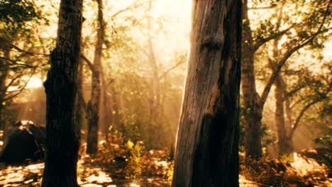 rays of sunlight in a misty forest in autumn