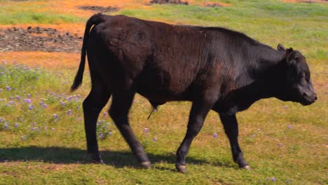 Young-hairy-cattle-grazing-and-chewing-while-walking-around-on-a-grassy-hill-with-a-bright-sunny-blue-sky-with-Californian-wild-flowers-grass-and-lava-rocks