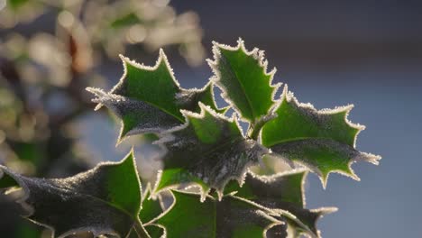 cold winters footage of a holly bush with ripe red berries covered in morning frost